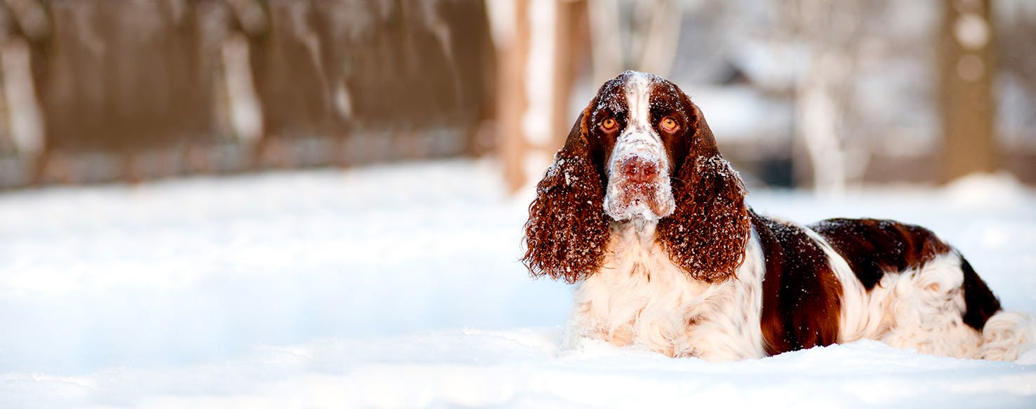 Welsh Springer Spaniel Dog Names Popular Male and Female Names Wag!